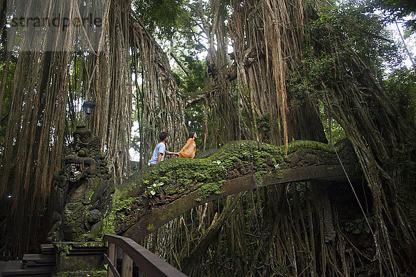 Regenwald Tourist Brücke klettern