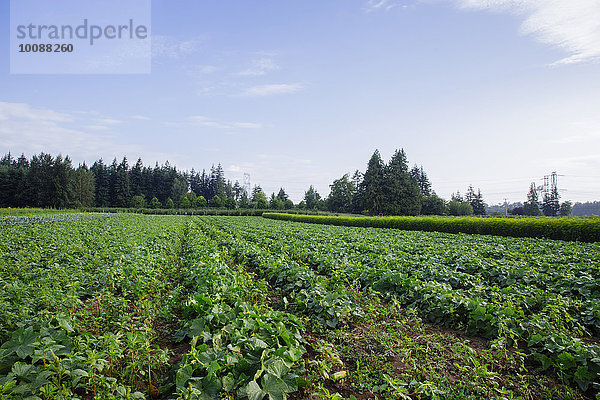 Himmel unterhalb Nutzpflanze Bauernhof Hof Höfe Wachstum Feld blau