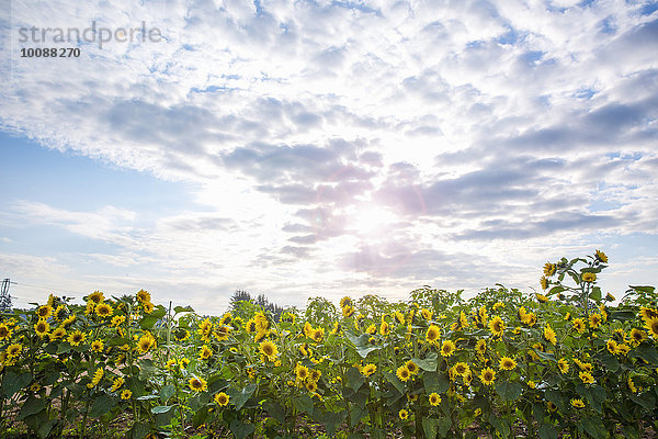 Wolke unterhalb Wachstum Feld Sonnenblume helianthus annuus