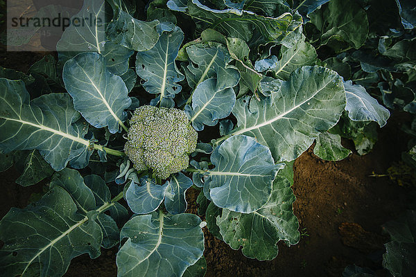 Wachstum Close-up Garten Broccoli