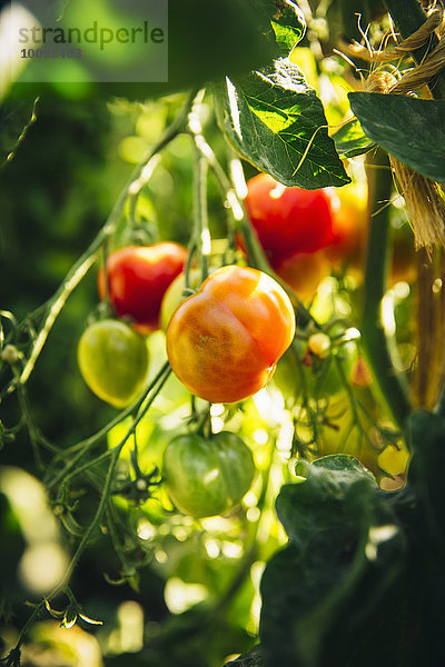 Wachstum Close-up Tomate Reben