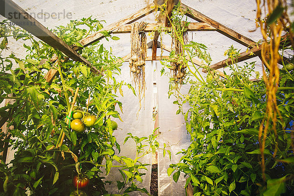 Wachstum Tomate Treibhaus