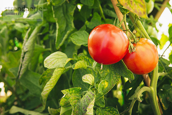 Wachstum Close-up rot Tomate Pflanzenblatt Pflanzenblätter Blatt Reben