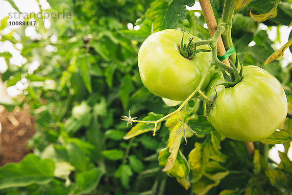 grün Wachstum Close-up Tomate Pflanzenblatt Pflanzenblätter Blatt Reben