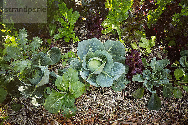 grün Wachstum Close-up Garten