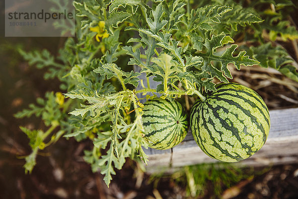 Wachstum Pflanze Close-up Garten Wassermelone