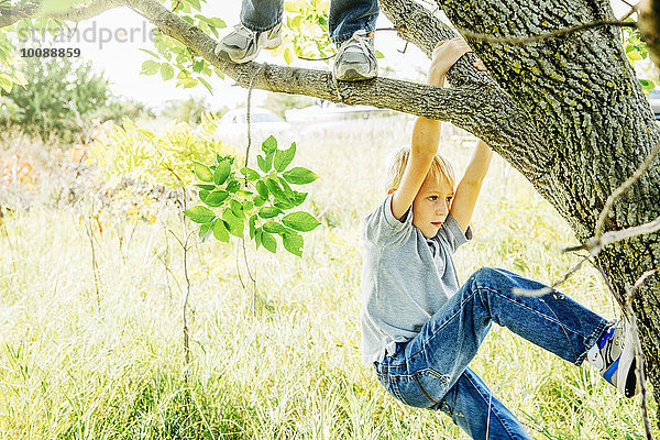 Europäer Junge - Person Baum klettern