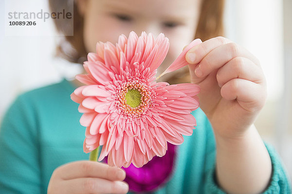 Europäer Blume Blütenblatt Mädchen zupfen