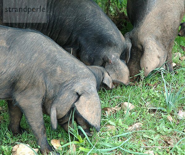 Drei Schweine grasen auf einer Weide