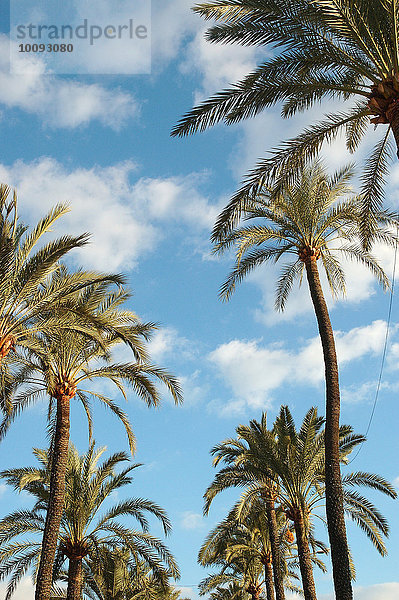 Palmen mit Wolken am Himmel