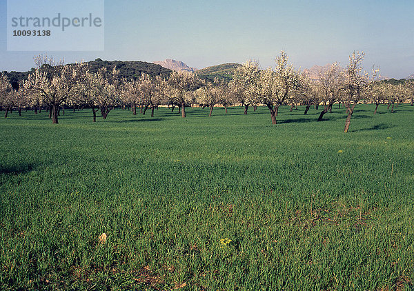 Blühend Mandelbäume Bäume auf Mallorca  Spanien
