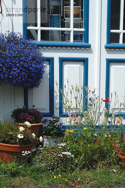 Blume Wohnhaus frontal Garten