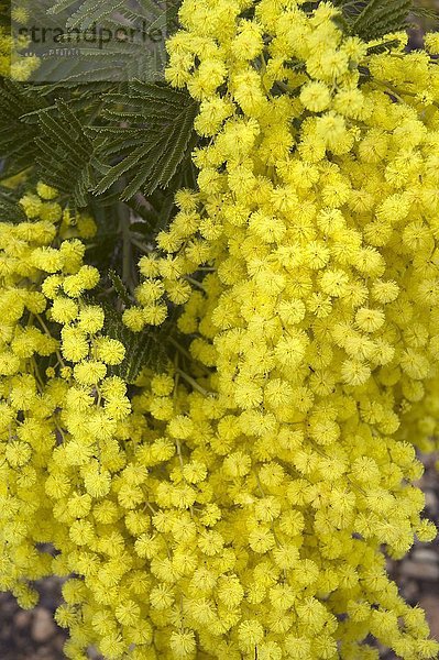gelb  Pflanze  blühen