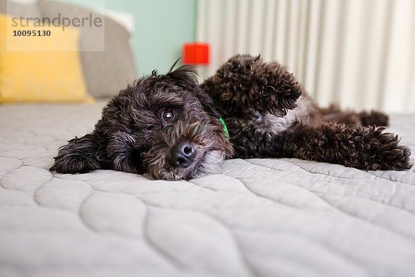 Porträt eines auf dem Bett liegenden Hundes