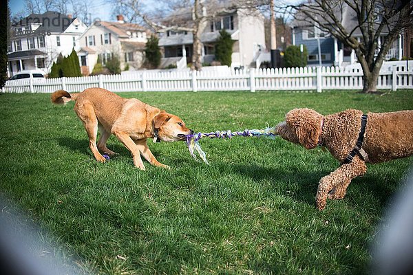 Zwei Hunde spielen Tauziehen mit Seil im Garten