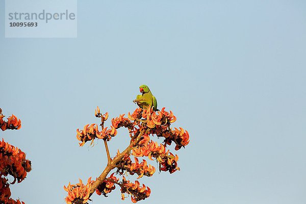 Rosensittich - Psittacula krameri  Satpura Nationalpark  Madhya Pradesh Indien