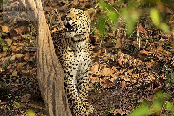 Leopard - Panrthera pardus  Satpura-Nationalpark  Madhya Pradesh Indien