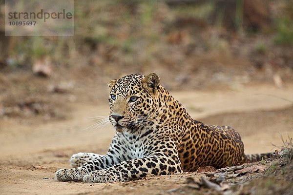 Leopard - Panrthera pardus  Dieses ist dadurch ungewöhnlich  dass er blaue Augen hat  eher als das üblichere Gelb  Satpura Nationalpark  Madhya Pradesh Indien