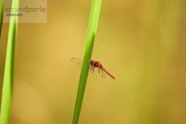 Libelle  Satpura Nationalpark  Madhya Pradesh Indien