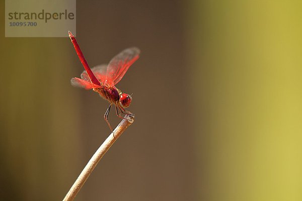 Libelle  Satpura Nationalpark  Madhya Pradesh Indien