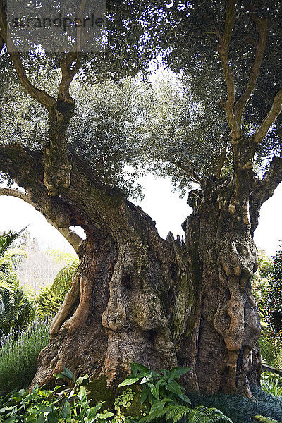 Olivenbaum  Tropischer Garten Monte  Funchal  Madeira  Portugal  Europa