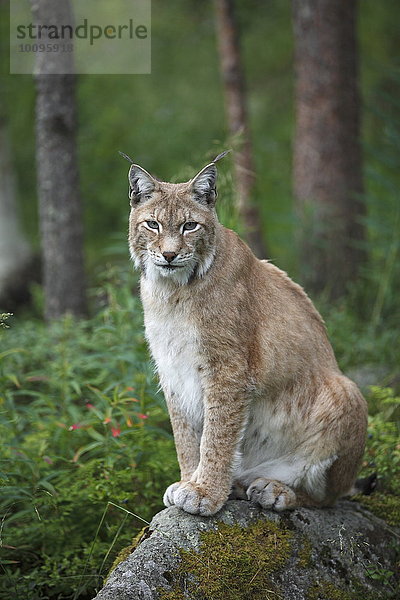 Luchs  Lynx lynx  im Wald  Finnland  Skandinavien  Europa