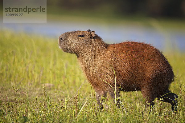 Capybara  Hydrochoerus hydrochaeris  am Rio Paraguay  Pantanal  Brasilien  Südamerika  Amerika