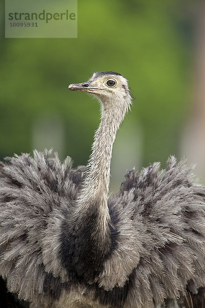 Nandu  Rhea americana  Pantanal  Brasilien  Südamerika  Amerika