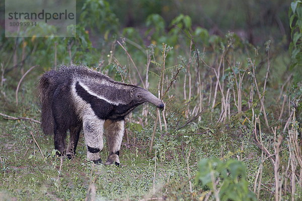 Großer Ameisenbär  Myrmecophaga tridactyla  Pantanal  Brasilien  Südamerika  Amerika