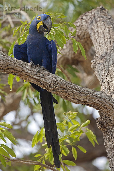 Hyazinth-Ara  Anodorhynchus hyazinthinus  Pantanal  Brasilien  Südamerika  Amerika