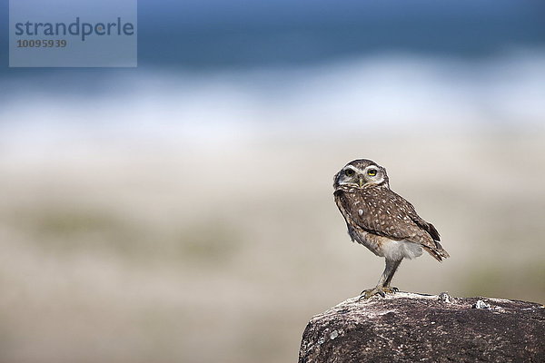 Kaninchenkauz  Athene cunicularia  Ilha do Mel  Brasilien  Südamerika  Amerika