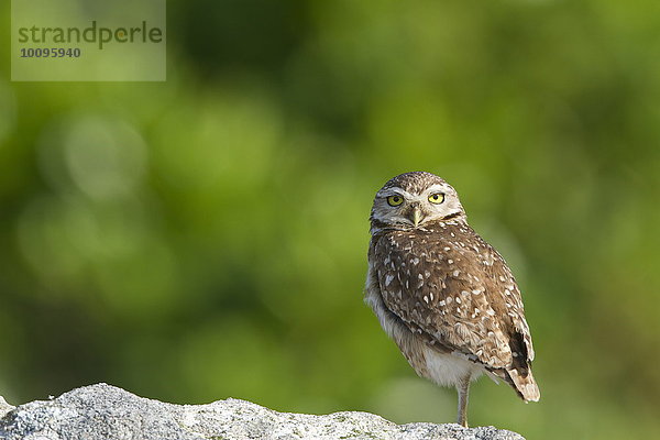 Kaninchenkauz  Athene cunicularia  Ilha do Mel  Brasilien  Südamerika  Amerika