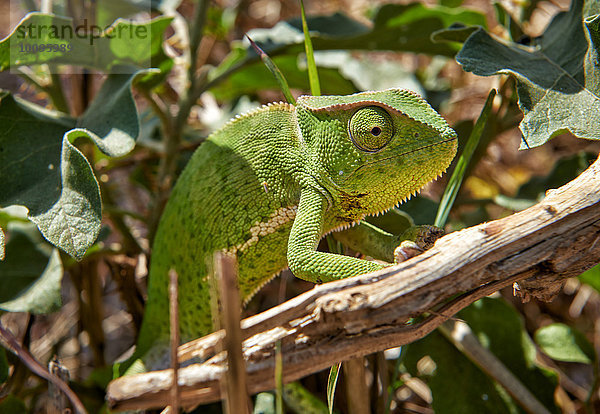 Chamaeleon  Chamaeleonidae  Uganda  Afrika