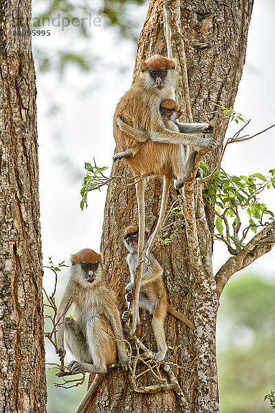 Husarenaffe  Erythrocebus patas  Murchison-Falls-Nationalpark  Uganda  Afrika