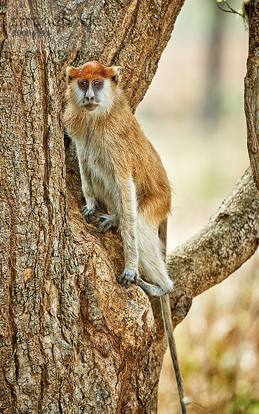 Husarenaffe  Erythrocebus patas  Murchison-Falls-Nationalpark  Uganda  Afrika