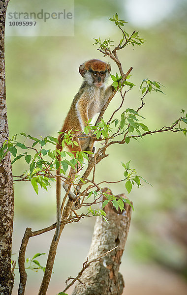 Husarenaffe  Erythrocebus patas  Murchison-Falls-Nationalpark  Uganda  Afrika