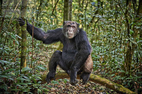 Schimpanse  Pan troglodytes  Kibale-Nationalpark  Uganda  Afrika