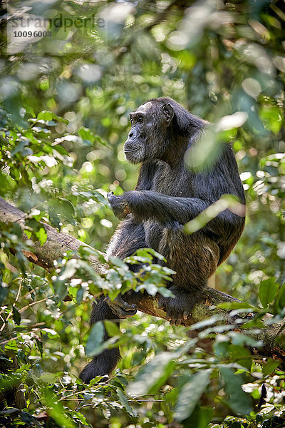 Schimpanse  Pan troglodytes  Kibale-Nationalpark  Uganda  Afrika