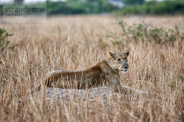 Löwin  Panthera leo  Queen-Elizabeth-Nationalpark  Uganda  Afrika