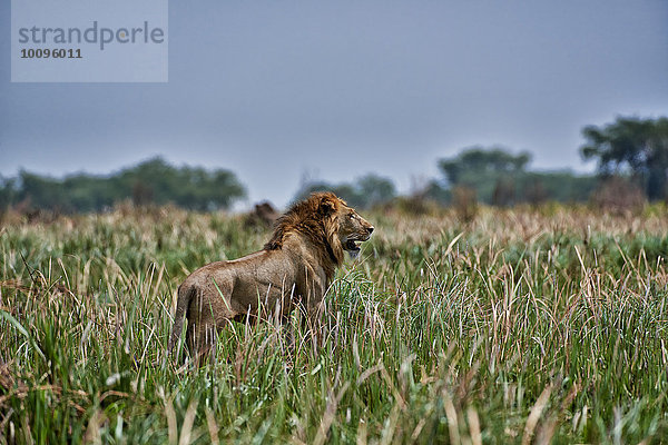 Löwe  Panthera leo  Queen-Elizabeth-Nationalpark  Uganda  Afrika