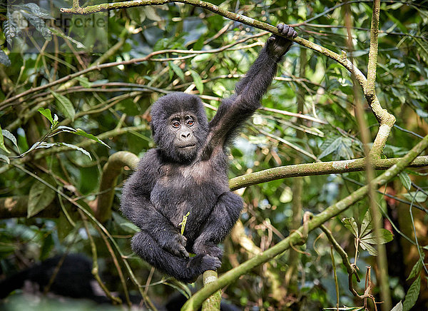 Berggorilla  Gorilla gorilla beringei  Bwindi Impenetrable National Park  Uganda  Afrika