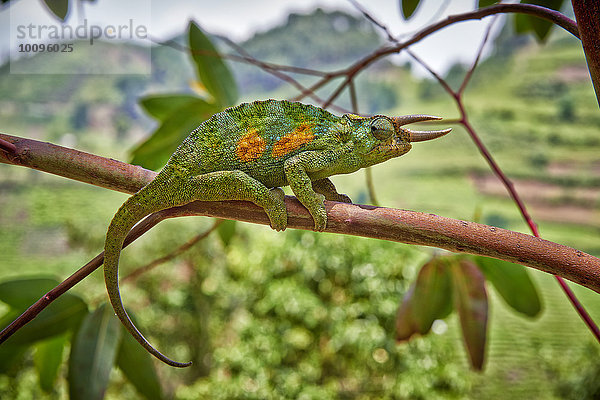 Dreihornchamäleon  Chamaeleo jacksonii  Bwindi Impenetrable National Park  Uganda  Afrika