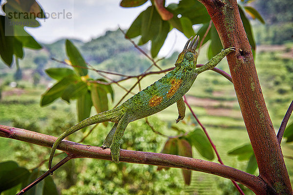 Dreihornchamäleon  Chamaeleo jacksonii  Bwindi Impenetrable National Park  Uganda  Afrika