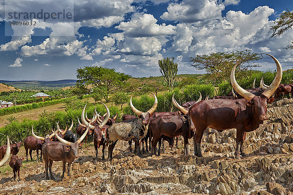 Watussirinder  Lake-Mburo-Nationalpark  Uganda  Afrika