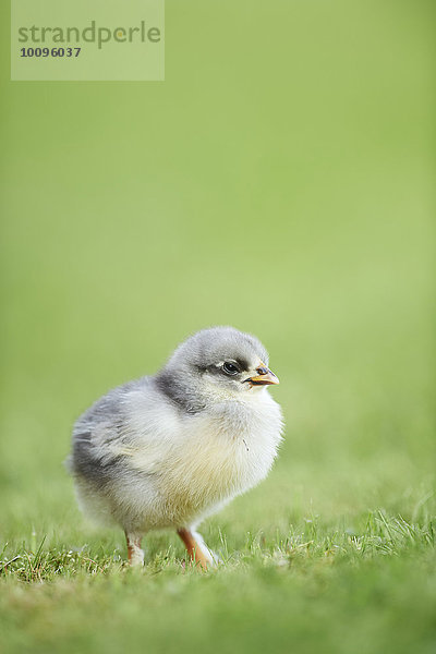 Hühnerküken  Gallus gallus domesticus  auf einer Wiese  Bayern  Deutschland  Europa