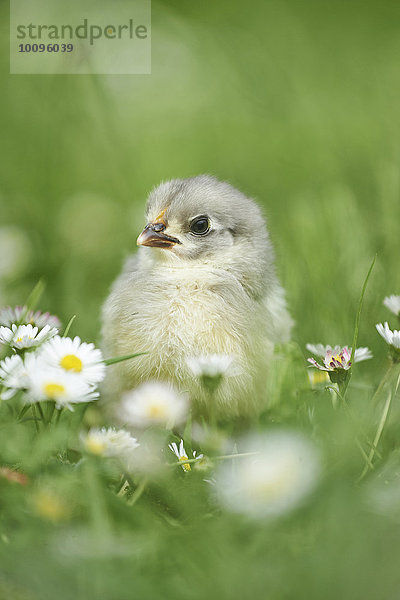 Hühnerküken  Gallus gallus domesticus  auf einer Wiese  Bayern  Deutschland  Europa