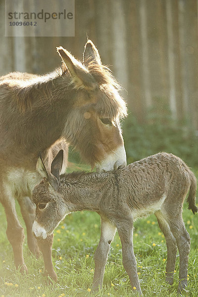 Afrikanischer Esel  Equus africanus asinus  Oberpfalz  Bayern  Deutschland  Europa