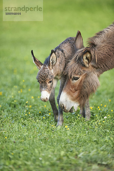 Afrikanischer Esel  Equus africanus asinus  Oberpfalz  Bayern  Deutschland  Europa