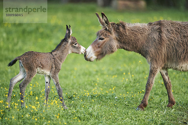 Afrikanischer Esel  Equus africanus asinus  Oberpfalz  Bayern  Deutschland  Europa