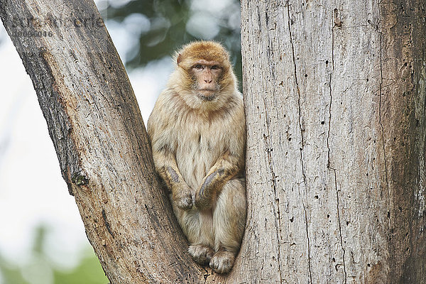 Berberaffe  Macaca sylvanus  Bayern  Deutschland  Europa